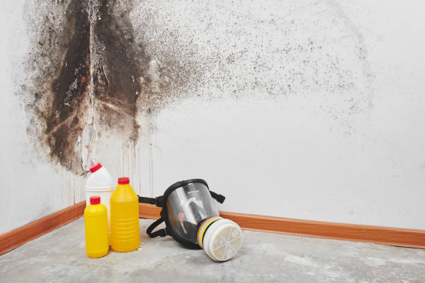 Best Same-Day Mold Removal  in Elgin, TX
