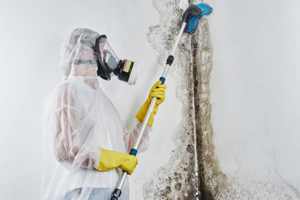 Best Mold Remediation  in Elgin, TX