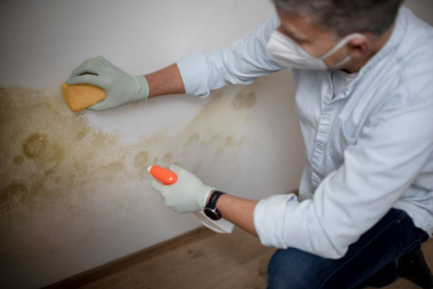 Best Attic Mold Removal  in Elgin, TX
