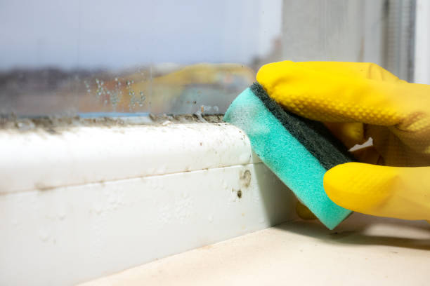 Best Fast Mold Removal  in Elgin, TX