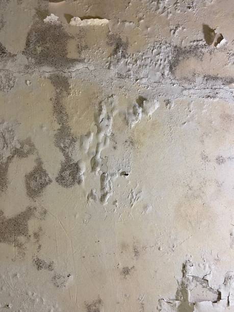 Best Affordable Mold Removal  in Elgin, TX