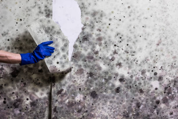 Best Black Mold Removal  in Elgin, TX
