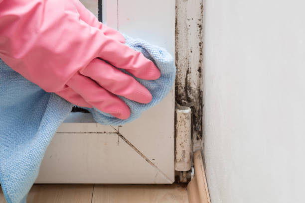 Best Mold Testing  in Elgin, TX