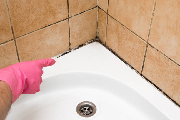 Best Mold Inspection  in Elgin, TX