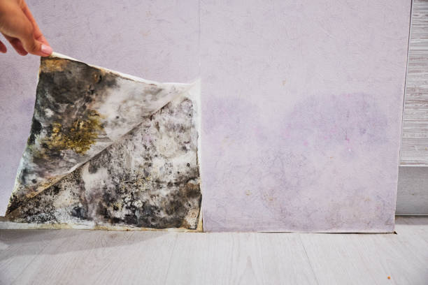 Best Mold Cleaning Services  in Elgin, TX